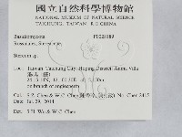 韌革菌屬藏品圖，第2張