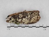 登錄號:F0028190藏品圖，第1張