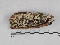 登錄號:F0028190藏品圖，第3張