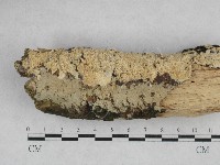 登錄號:F0028196藏品圖，第1張