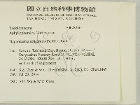 剛毛絲皮菌藏品圖，第2張