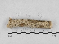 剛毛絲皮菌藏品圖，第1張