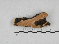 齒耳菌屬藏品圖，第1張