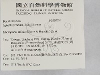 相鄰小孔菌藏品圖，第2張