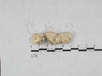 寡孔菌屬藏品圖，第1張