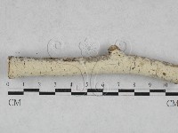絲皮菌屬藏品圖，第1張