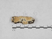 登錄號:F0028229藏品圖，第1張