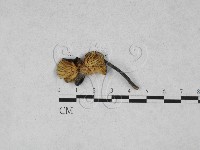 粉褶菌屬藏品圖，第1張