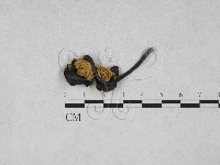 粉褶菌屬藏品圖，第3張