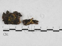 登錄號:F0028234藏品圖，第1張