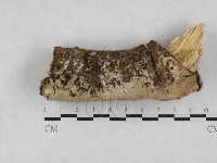 登錄號:F0028236藏品圖，第1張