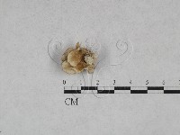 附毛菌屬藏品圖，第3張