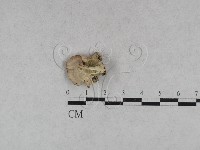 附毛菌屬藏品圖，第4張