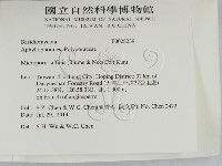 相鄰小孔菌藏品圖，第2張