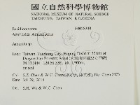 鵝膏屬藏品圖，第2張
