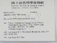 相鄰小孔菌藏品圖，第2張