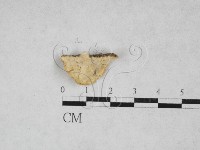 寡孔菌屬藏品圖，第3張