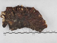 Accession Number:F0028247 Collection Image, Figure 1, Total 3 Figures