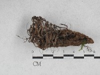 登錄號:F0028251藏品圖，第1張