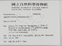 齒耳菌屬藏品圖，第2張