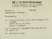 顯絲菌屬藏品圖，第2張