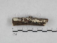 顯絲菌屬藏品圖，第1張