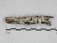絲皮菌屬藏品圖，第1張