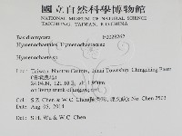 刺革菌屬藏品圖，第2張