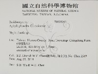 絲齒菌屬藏品圖，第2張