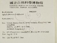 絲皮菌屬藏品圖，第2張