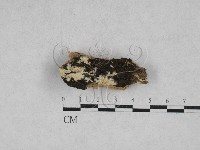 登錄號:F0028269藏品圖，第1張