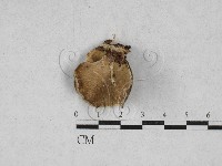 雲芝藏品圖，第1張