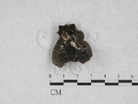 雲芝藏品圖，第3張