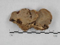 多年臥孔菌屬藏品圖，第1張