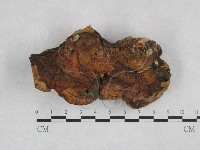 多年臥孔菌屬藏品圖，第3張