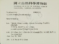 齒耳菌屬藏品圖，第2張