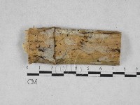 絲齒菌屬藏品圖，第1張