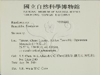 韌革菌屬藏品圖，第2張
