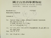 韌革菌屬藏品圖，第2張