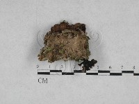 附毛菌屬藏品圖，第1張