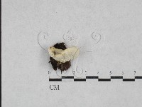 登錄號:F0028289藏品圖，第1張