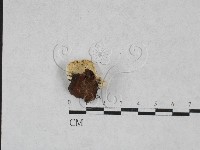登錄號:F0028289藏品圖，第3張