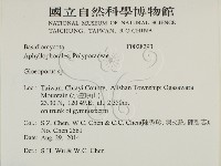 膠孔菌屬藏品圖，第2張