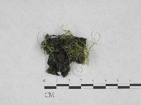 登錄號:F0028297藏品圖，第1張
