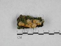 韌革菌屬藏品圖，第1張