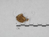 登錄號:F0028300藏品圖，第1張