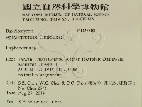 絲齒菌屬藏品圖，第2張