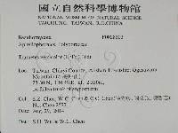 雲芝藏品圖，第2張