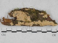 登錄號:F0028304藏品圖，第1張