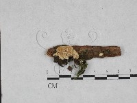 齒耳菌屬藏品圖，第1張